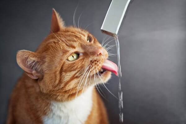http://cat%20drinking%20water