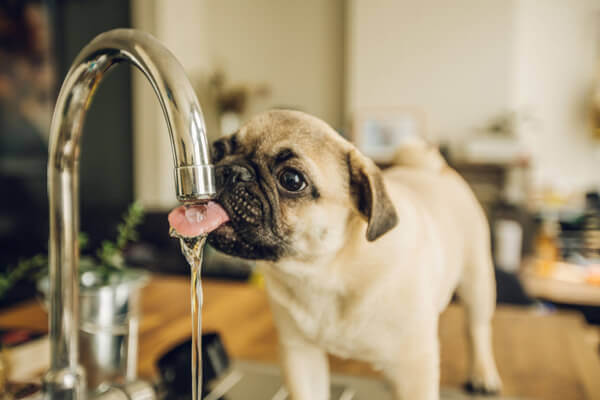 Drinking from Public Water Bowls Can Be Dangerous for Dogs